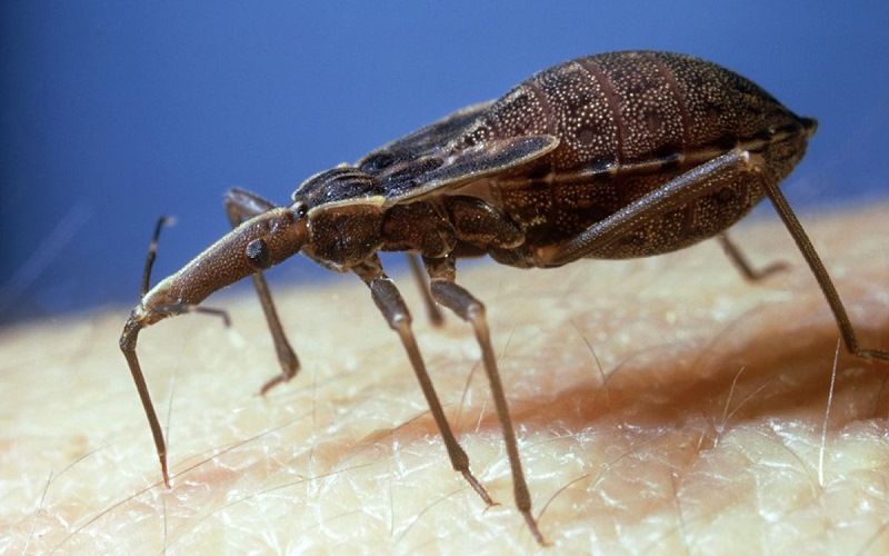 Жук trypanosoma cruzi