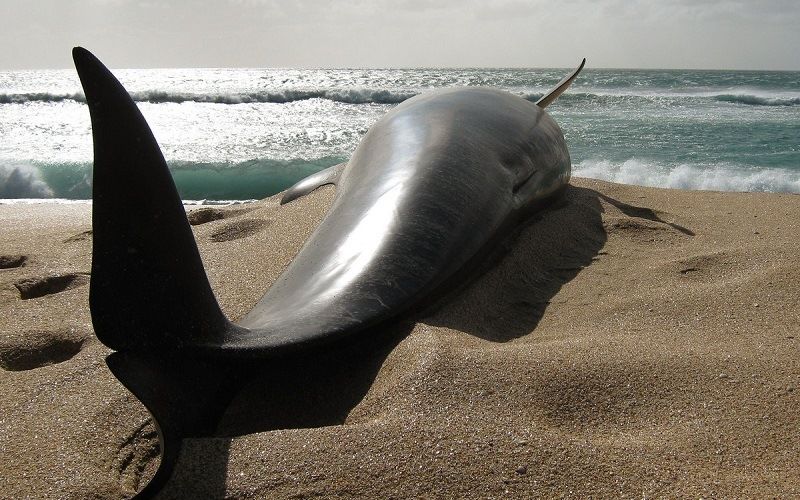 Дельфины способны совершить суицид