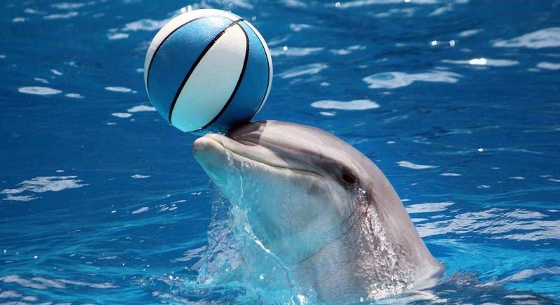 Интеллект дельфина
