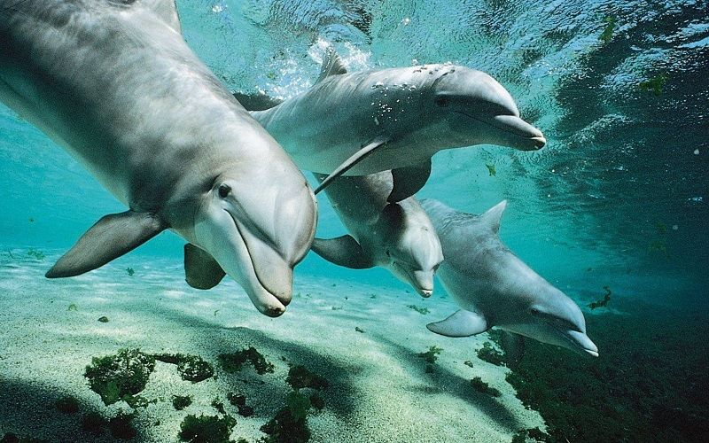 Язык общения дельфинов