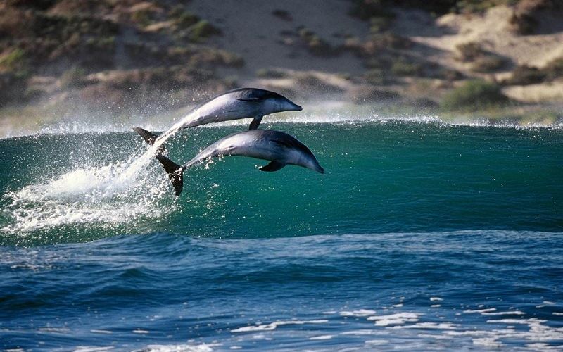 Ныряющие дельфины