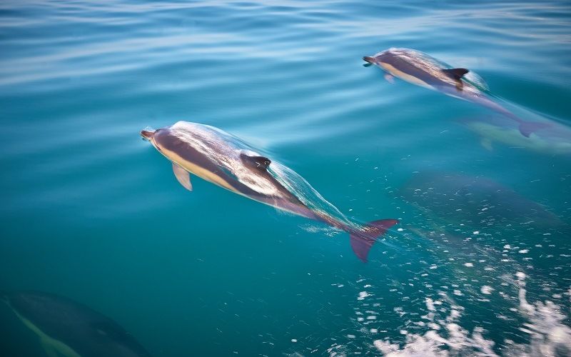 Быстрое передвижение дельфинов