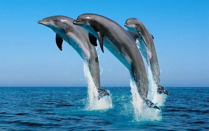 Прыгающие афалины