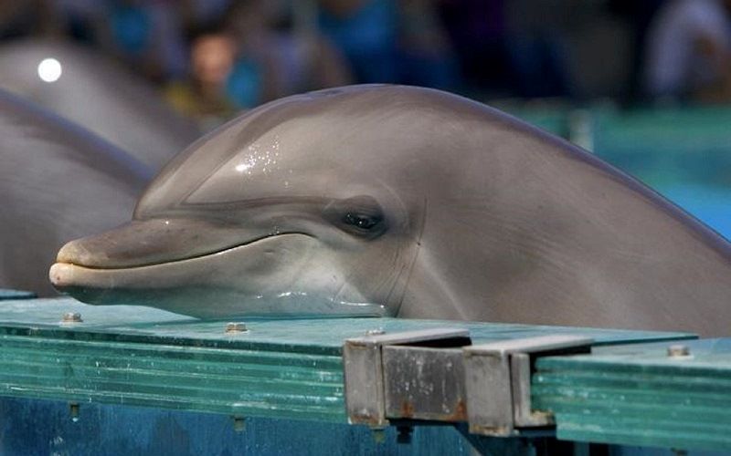Дельфины в неволе