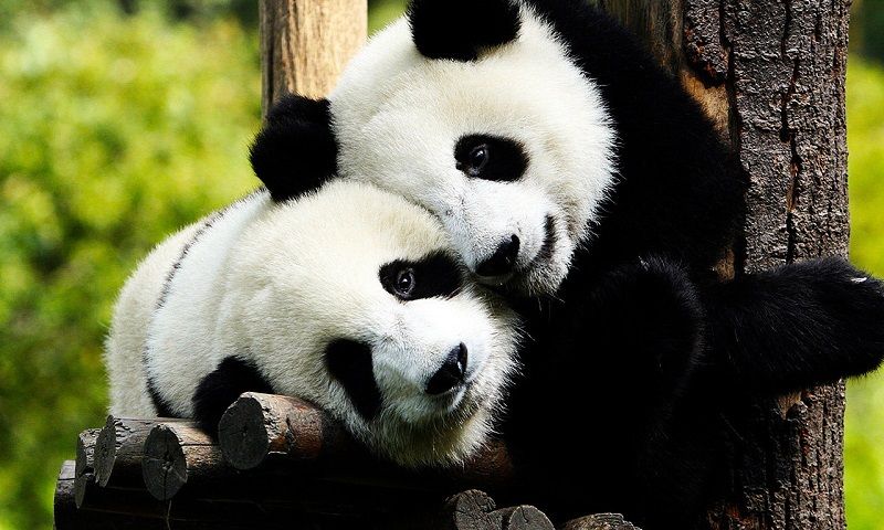 Панды