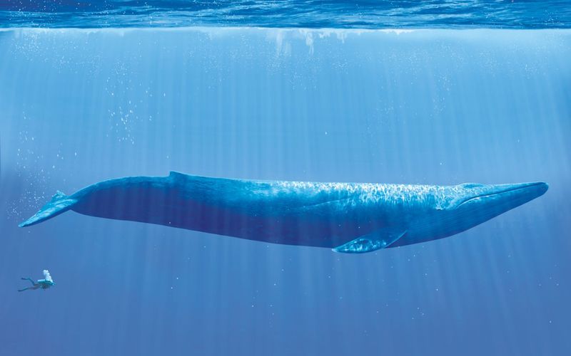 Синий кит