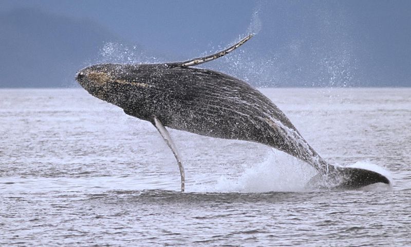 Удивительные факты о китах