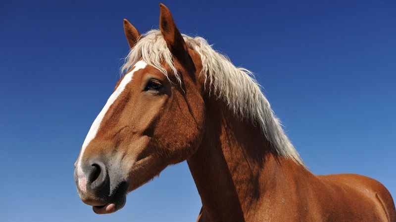 Слух лошади