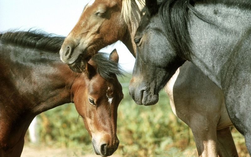 Дремлющие лошади