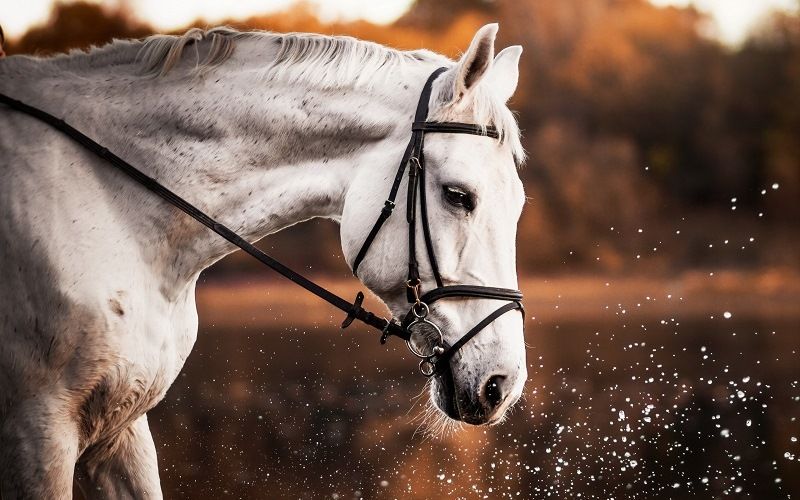 Интеллект лошади