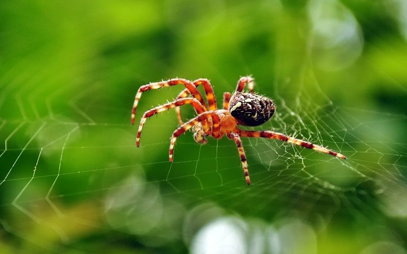 Паукообразные