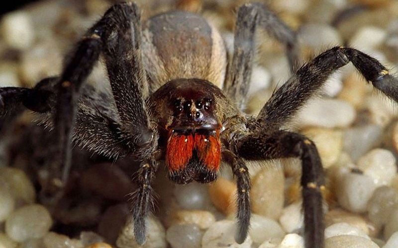 Бразильский паук-солдат