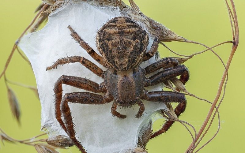 Строение тела паука