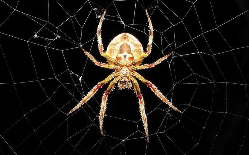 Чем питается паук