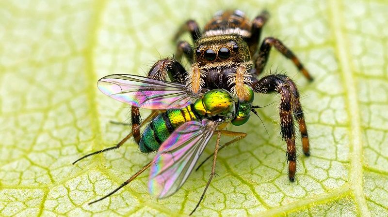 Особенности пищеварения у пауков