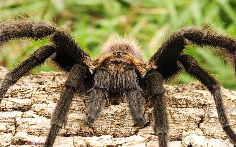 Как слышит паук