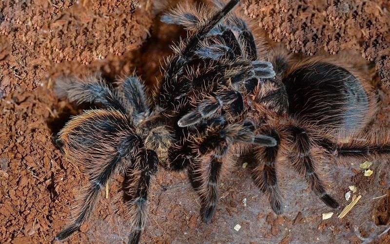 Спаривание пауков