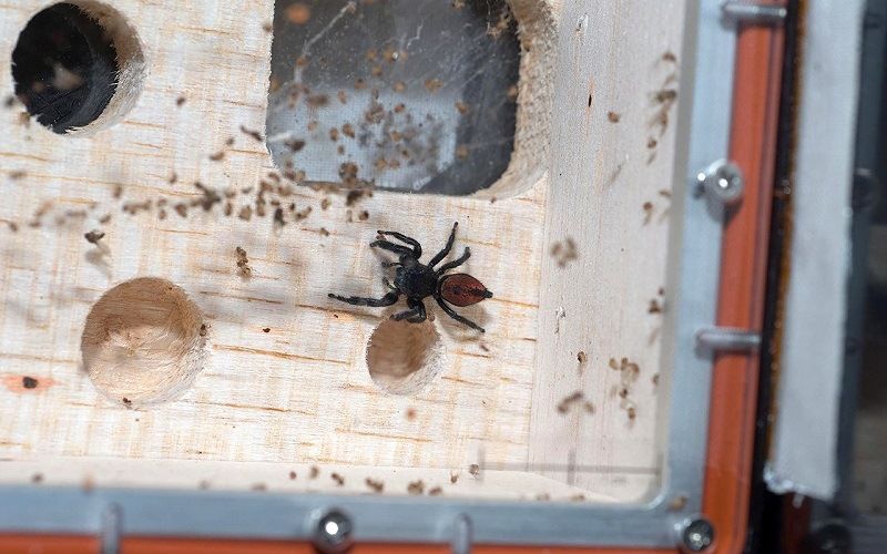 Пауки в космосе