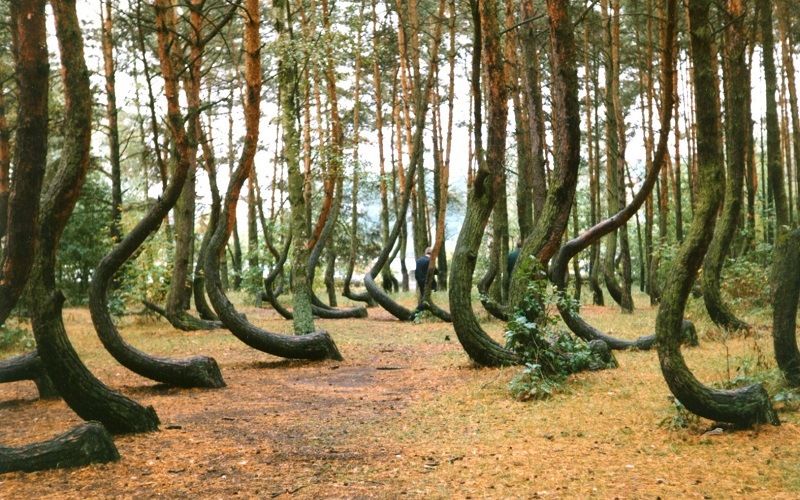 Кривой лес у города Грыфино в Польше