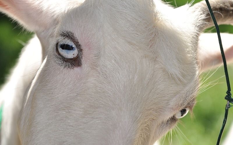 Зрение козы