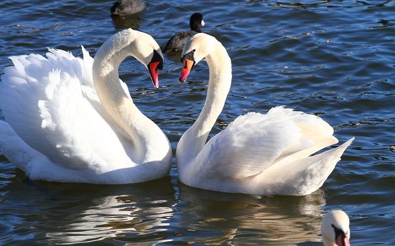 Пара лебедей