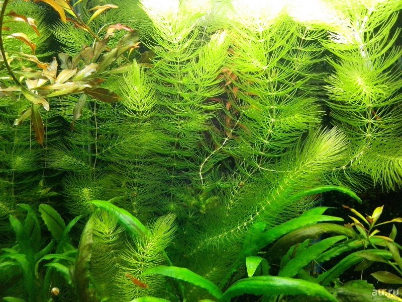 Размножение роголистника