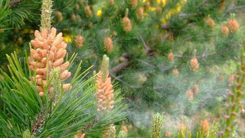 Пыльца хвойных растений