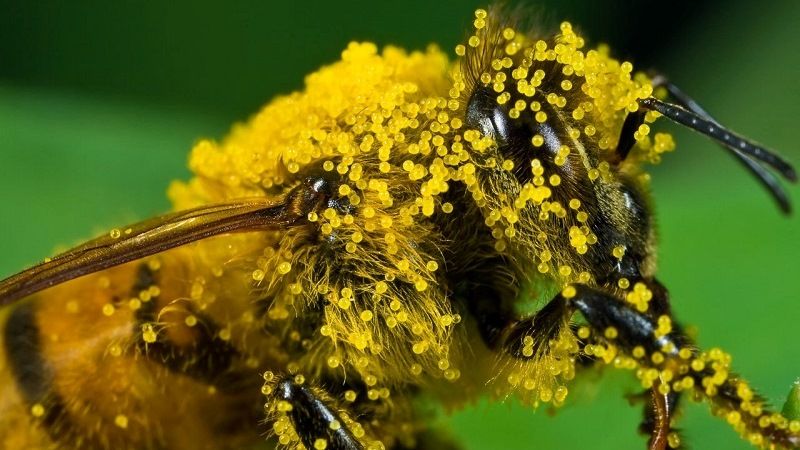 Перекрестное опыление