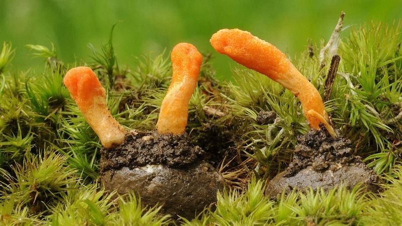 Паразитирующий гриб - кордицепс военный