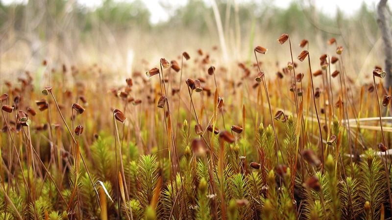 Мох - кукушкин лен