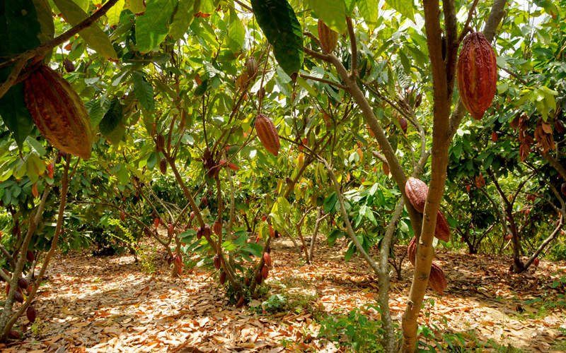 Кофейные плантации