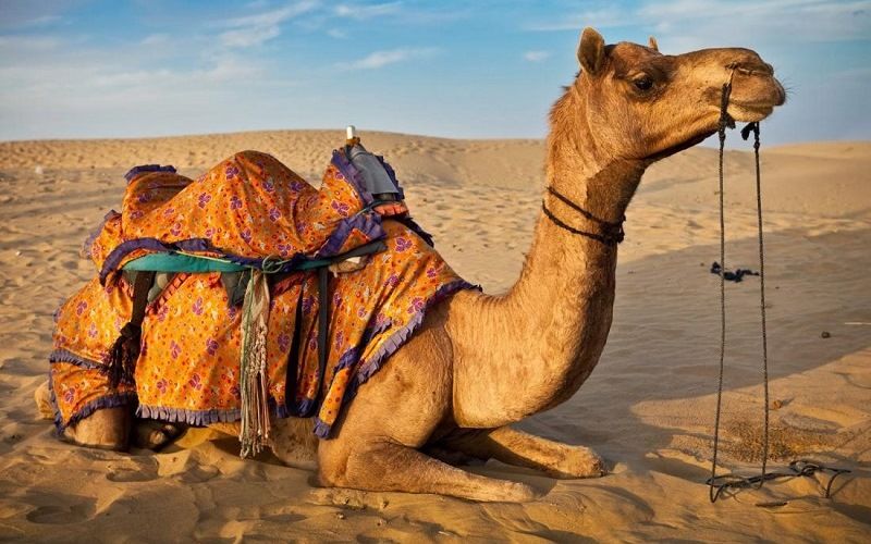 Верблюд на отдыхе