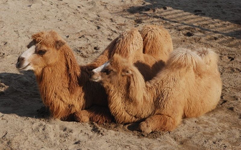 Верблюжья шерсть