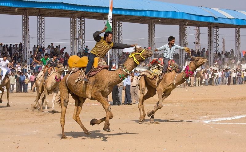 Верблюжьи бега