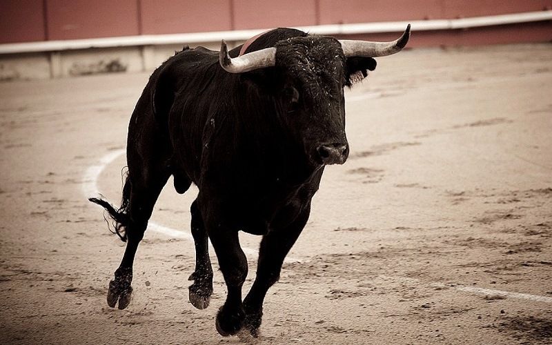 Южнокорейская коррида