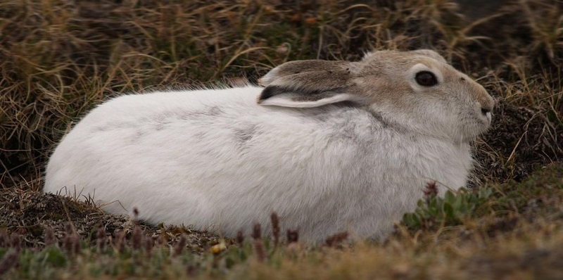 Зайцы - рекордсмены