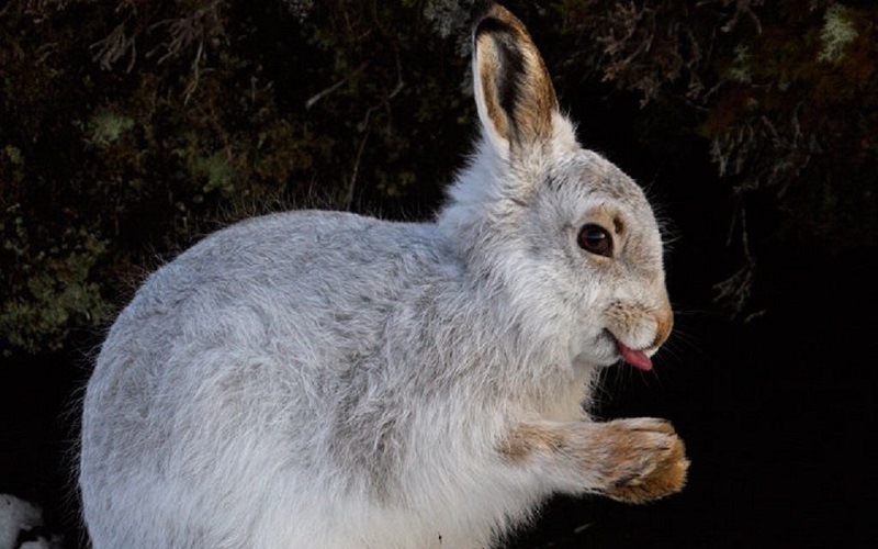 Как общаются зайцы между собой