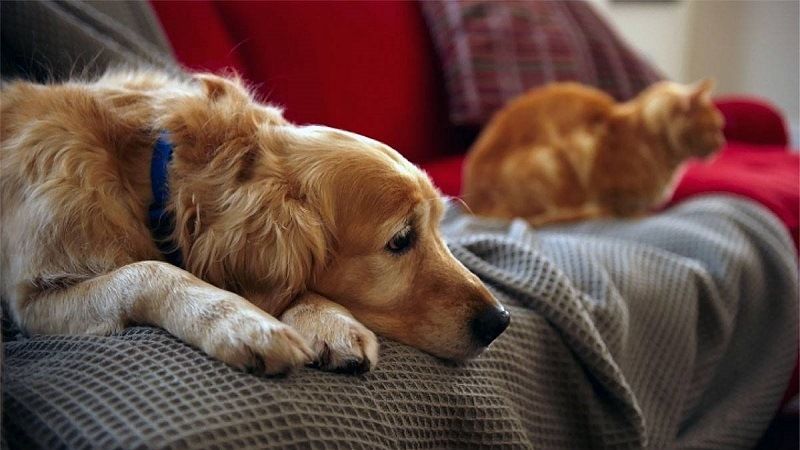 Животные в доме