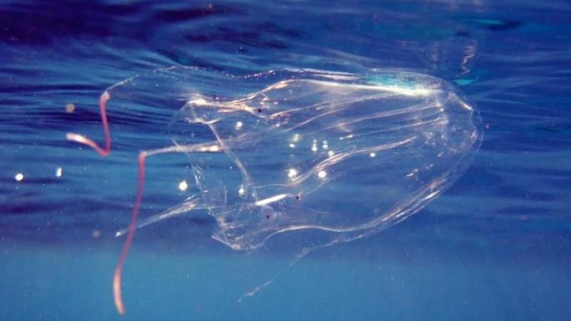 Австралийская оса