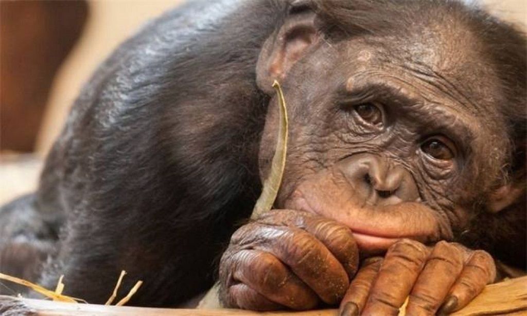 Живая обезьяна