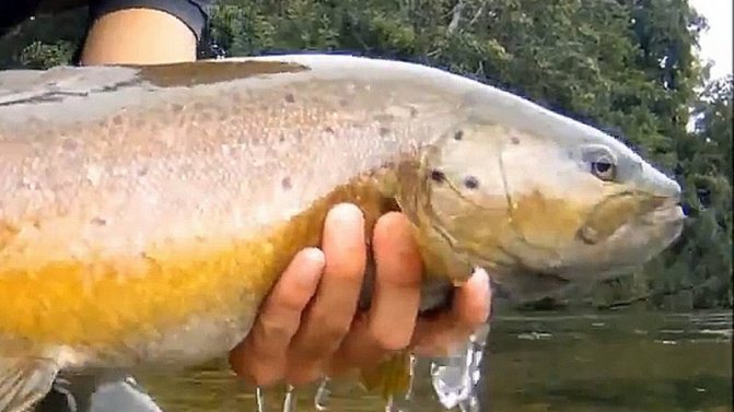 Как ловить форель на бомбарду?