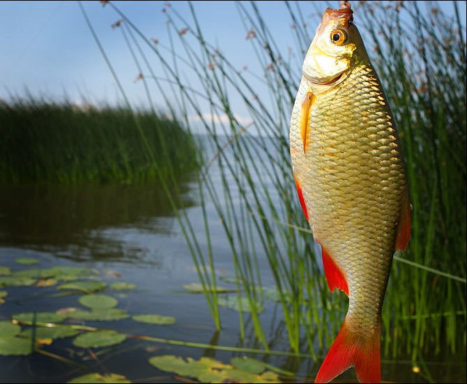 Как ловить красноперку