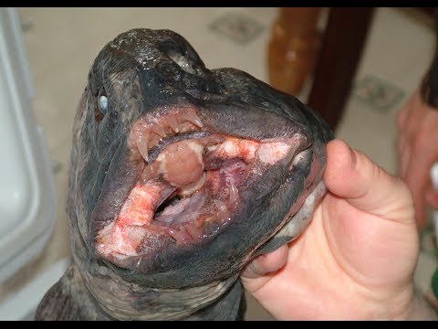 Как сделать, связать донку, снасти для глубоководной ловли. Рыбак ...