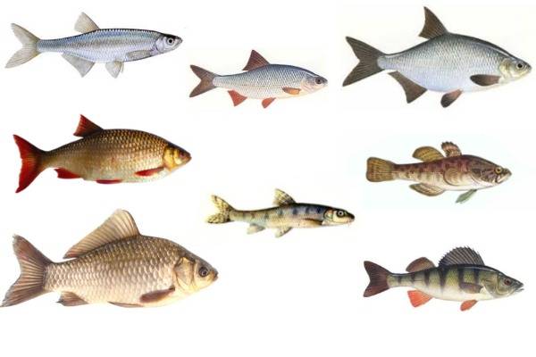 какой живец