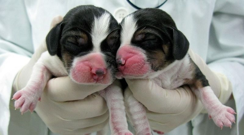 Щенки - клоны