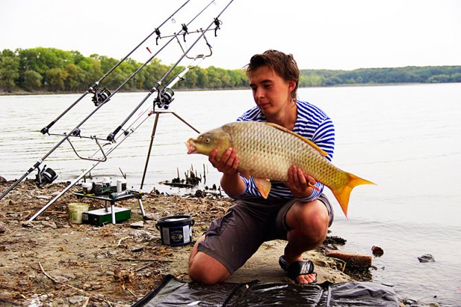 Когда клюет карп после нереста?