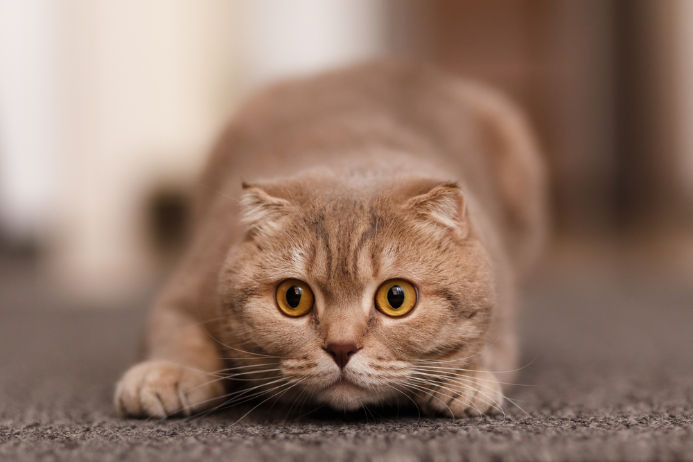 кот крадется