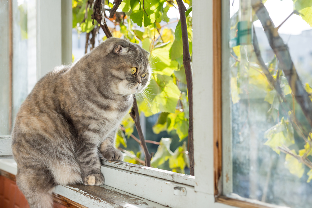 кот сидит у окна