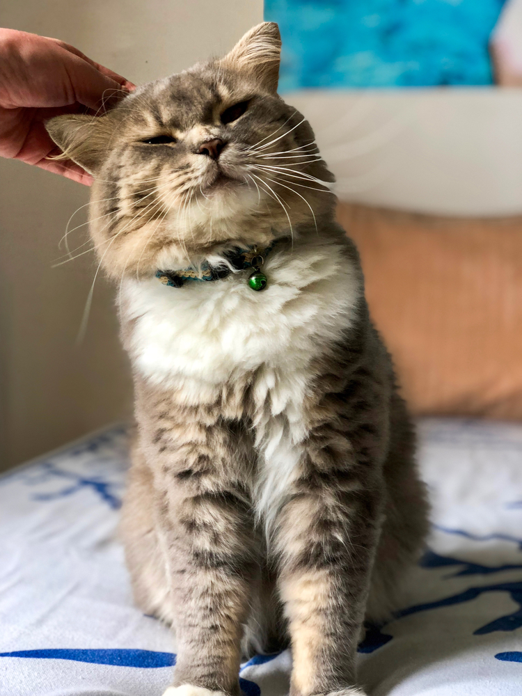 кота чешут за ухом