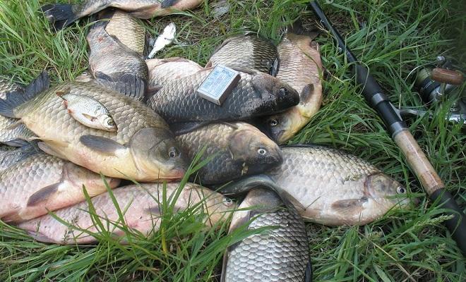 Крупный карась на фидер